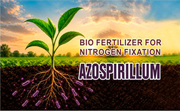AZOSPIRILLUM