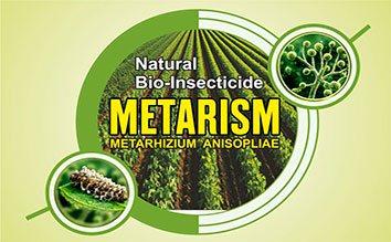 METARISM