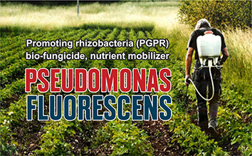 PSEUDOMONAS FLUORESCENS