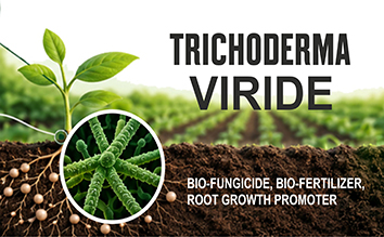 TRICHODERMA VIRIDE