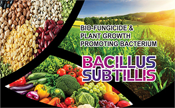 BACILLUS SUBTILLIS